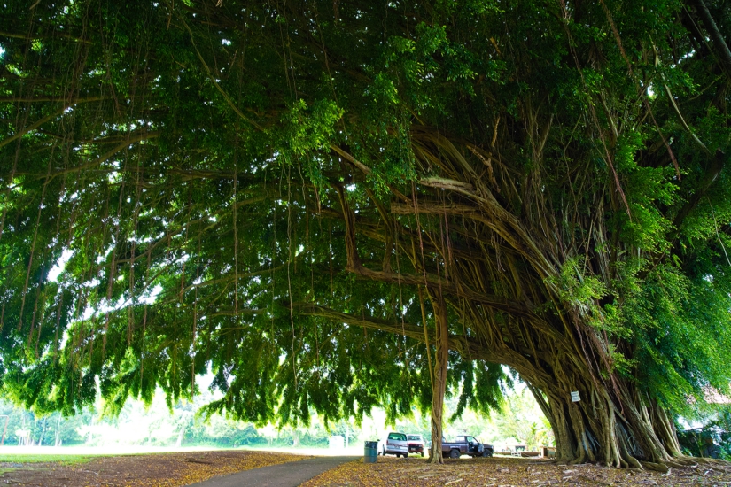 banyan20tree.jpg